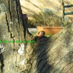 Drôle de noix Drôle de noix